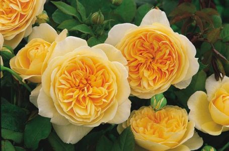 Own-Root Roses a New Option Image